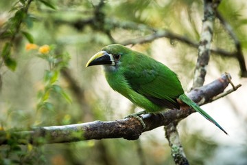 Blue-throated Toucanet, green toucan in the nature habitat, exotic animal in tropical forest, Colombia. Wildlife scene from nature, bird perching on tree