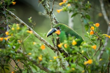 Blue-throated Toucanet, green toucan in the nature habitat, exotic animal in tropical forest, Colombia. Wildlife scene from nature, bird perching on tree