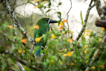 Blue-throated Toucanet, green toucan in the nature habitat, exotic animal in tropical forest, Colombia. Wildlife scene from nature, bird perching on tree