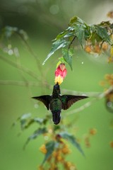 Colared inca howering next to yellow and orange flower, Colombia hummingbird with outstretched wings,hummingbird sucking nectar from blossom,animal in its environment, bird in flight,garden