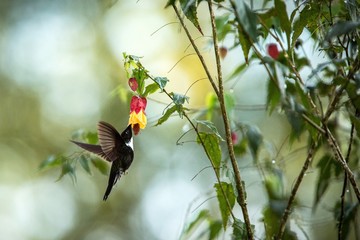 Colared inca howering next to yellow and orange flower, Colombia hummingbird with outstretched wings,hummingbird sucking nectar from blossom,animal in its environment, bird in flight,garden