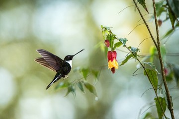 Colared inca howering next to yellow and orange flower, Colombia hummingbird with outstretched wings,hummingbird sucking nectar from blossom,animal in its environment, bird in flight,garden