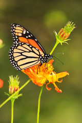 Obraz na płótnie Canvas Monarch Butterfly on an Orange Flower