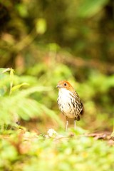 Birdwatching in Colombia, South America. Bicolored antpitta, Grallaria rufocinerea, Rare bird in the nature habitat. Antpitta in dark forest in Rio Blanco, Colombia. Bird on ground