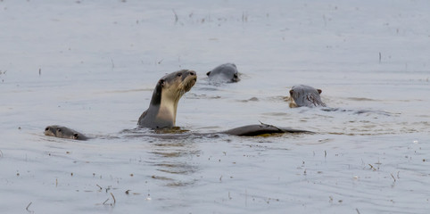 cape clawless otter 9