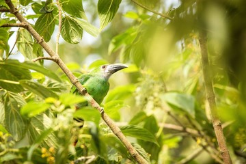 Blue-throated Toucanet, green toucan in the nature habitat, exotic animal in tropical forest, Colombia. Wildlife scene from nature, bird perching on tree