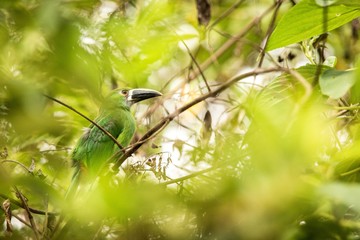 Blue-throated Toucanet, green toucan in the nature habitat, exotic animal in tropical forest, Colombia. Wildlife scene from nature, bird perching on tree