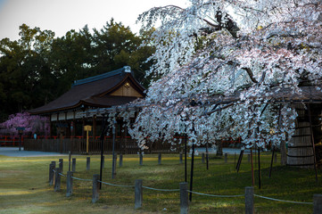 Obraz premium 上賀茂神社