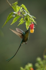 Violet-tailed Sylph howering next to yellow and orange flower, Colombia hummingbird with outstretched wings,hummingbird sucking nectar from blossom,animal in its environment, bird in flight,garden