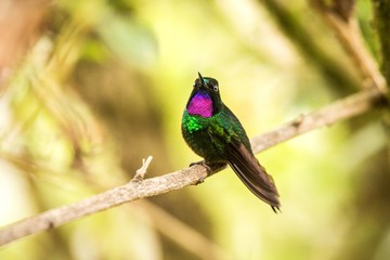 Tourmaline sunagel sitting on branch, hummingbird from mountains, Colombia, Nevado del Ruiz,bird perching,tiny beautiful bird resting on tree in garden,clear background,nature scene from wildlife