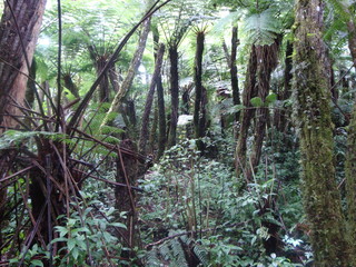 Ferns or living fossils near the Amboró park in Bolivia
