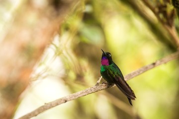 Tourmaline sunagel sitting on branch, hummingbird from mountains, Colombia, Nevado del Ruiz,bird perching,tiny beautiful bird resting on tree in garden,clear background,nature scene from wildlife