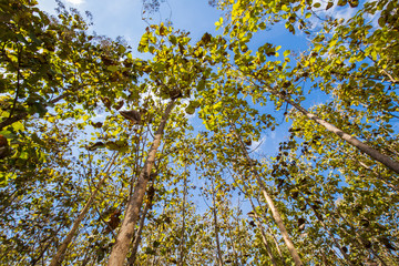 Teak green forest plantation