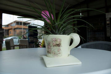 Tillandsia Guatemalensis flower, vase,