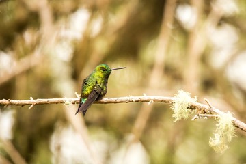 Black-thighed Puffleg  sitting on branch, hummingbird from mountains, Colombia, Nevado del Ruiz,bird perching,tiny beautiful bird resting on tree in garden,clear background,exotic birding adventure