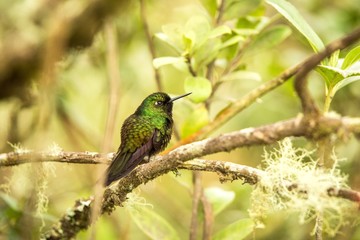 Tourmaline sunagel sitting on branch, hummingbird from mountains, Colombia, Nevado del Ruiz,bird perching,tiny beautiful bird resting on tree in garden,clear background,nature scene from wildlife