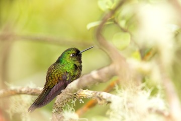 Tourmaline sunagel sitting on branch, hummingbird from mountains, Colombia, Nevado del Ruiz,bird perching,tiny beautiful bird resting on tree in garden,clear background,nature scene from wildlife
