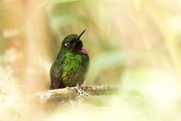 Tourmaline sunagel sitting on branch, hummingbird from mountains, Colombia, Nevado del Ruiz,bird perching,tiny beautiful bird resting on tree in garden,clear background,nature scene from wildlife