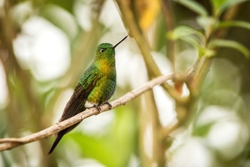 Golden-breasted Puffleg sitting on branch, hummingbird from mountains, Colombia, Nevado del Ruiz,bird perching,tiny beautiful bird resting on tree in garden,clear background,exotic birding adventure