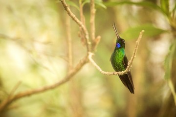 Golden-breasted Puffleg sitting on branch, hummingbird from mountains, Colombia, Nevado del Ruiz,bird perching,tiny beautiful bird resting on tree in garden,clear background,exotic birding adventure