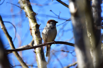 Sparrow in Bavaria