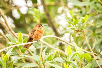 Shining sunbeam resting on tree,, Colombia, hummingbird sucking nectar from blossom,high altitude animal in its environment,exotic adventure,scene from wildlife