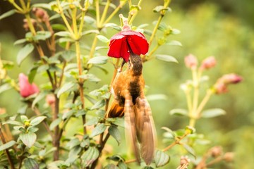 Shining sunbeam howering next to red flower, Colombia hummingbird with outstretched wings,hummingbird sucking nectar from blossom,high altitude animal in its environment,exotic adventure
