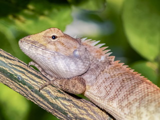 Close-up on face of a oriental garden lizard (Calotes versicolor) perching on tree. 