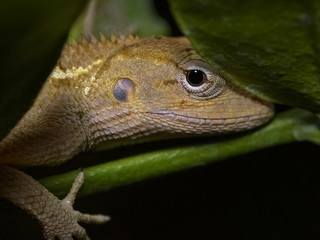 Close-up on face of a oriental garden lizard (Calotes versicolor) perching on tree. 