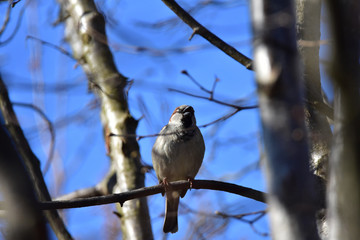 Sparrow in a bavarian forest