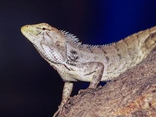 A oriental garden lizard (Calotes versicolor) perching on tree branch with nature blurred background.