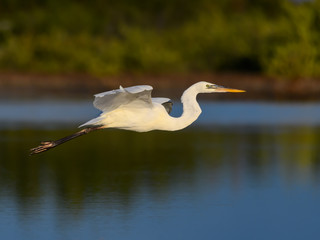 Great White Heron or Great Blue Heron (White Morph or Form) in Flight Over Pond
