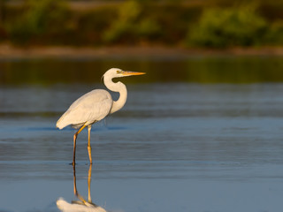 Great White Heron or Great Blue Heron (White Morph or Form) Standing on the Pond  
