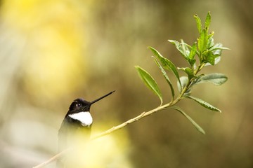 Collared inca sitting on branch, hummingbird from mountains, Colombia, Nevade del Ruiz,bird perching,tiny beautiful bird resting in garden,clear background, exotic birding in Latin America