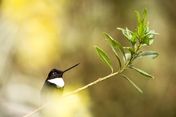 Collared inca sitting on branch, hummingbird from mountains, Colombia, Nevade del Ruiz,bird perching,tiny beautiful bird resting in garden,clear background, exotic birding in Latin America