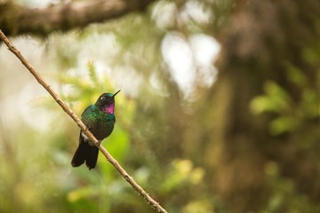 Tourmaline sunagel sitting on branch, hummingbird from mountains, Colombia, Nevado del Ruiz,bird perching,tiny beautiful bird resting on tree in garden,clear background,nature scene from wildlife