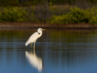 Great White Heron or Great Blue Heron (White Morph or Form) Standing on the Pond  
