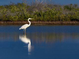 Great White Heron or Great Blue Heron (White Morph or Form) with Reflection Standing on the Pond  
