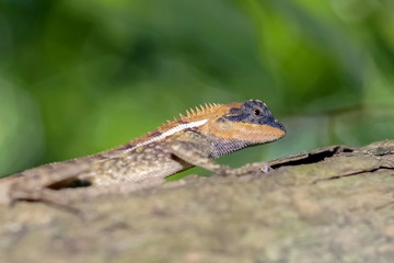 A oriental garden lizard (Calotes versicolor) perching on tree branch with nature blurred background.