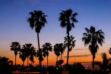 Obraz premium Palm Trees At Sunrise