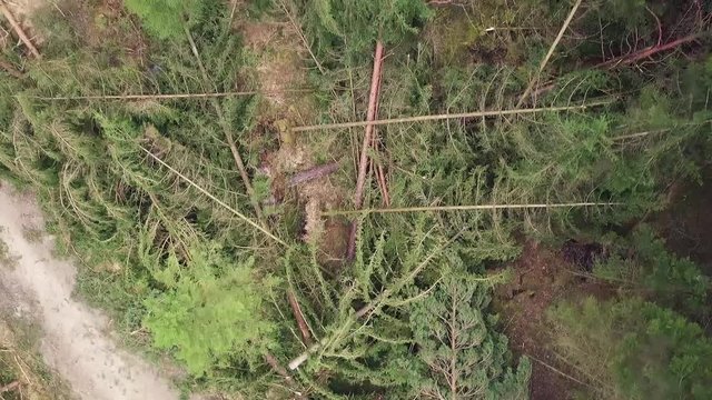 Wald nach Sturm