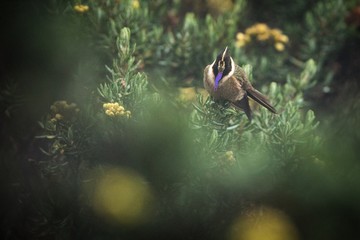 Green-bearded helmetcrest resting on tree with yellow flowers, Colombia, hummingbird sucking nectar from blossom,high altitude animal in its environment,exotic adventure,scene from wildlife