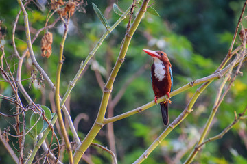 kingfisher