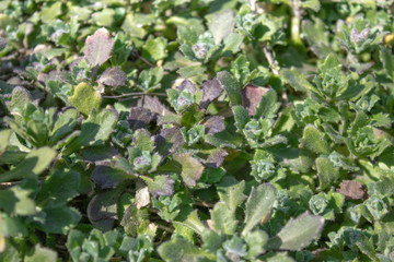 Green leaves, closeup, nature summer forest concept. Background green grass mat.