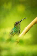 Glowing Puffleg sitting on branch, hummingbird from tropical rain forest,Ecuador,bird perching,tiny beautiful bird resting on tree in garden,clear background,nature scene from wildlife