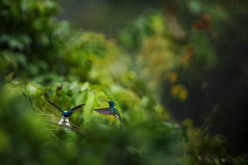 White-necked jacobin sitting on branch in rain, hummingbird from tropical rain forest,Colombia,bird perching,tiny beautiful bird resting on tree in garden,clear background,nature scene from wildlife