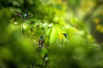 White-necked jacobin sitting on branch in rain, hummingbird from tropical rain forest,Colombia,bird perching,tiny beautiful bird resting on tree in garden,clear background,nature scene from wildlife