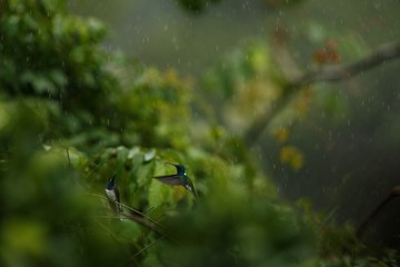 White-necked jacobin sitting on branch in rain, hummingbird from tropical rain forest,Colombia,bird perching,tiny beautiful bird resting on tree in garden,clear background,nature scene from wildlife