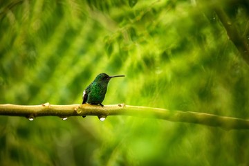 steely-vented hummingbird sitting on branch in rain, hummingbird from tropical rain forest,Colombia,bird perching,tiny beautiful bird resting on tree in garden,clear background,scene from wildlife