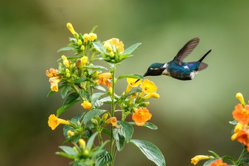 Endemic Santa Marta woodstar hovering next to yellow flowers in garden,hummingbird with outstretched wings,Colombia,bird,clear background,nature scene,wildlife,exotic adventure,beatiful small bird